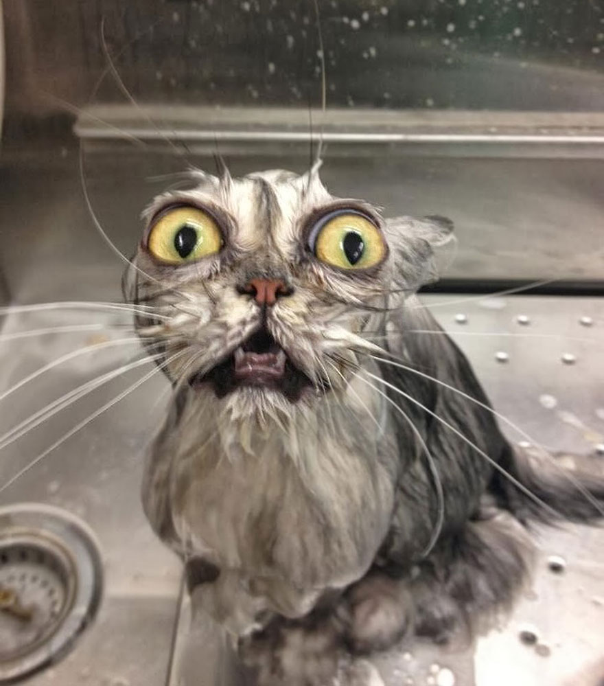 funny wet cat