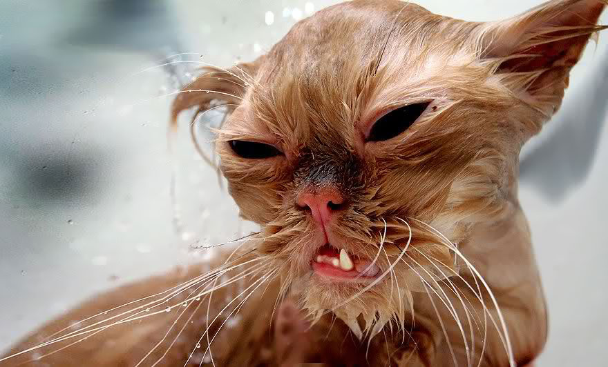 funny wet cat