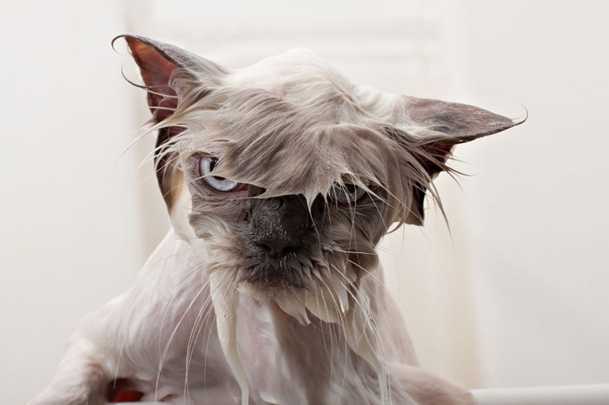 funny wet cat