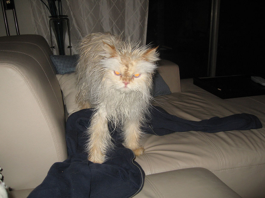 funny wet cat