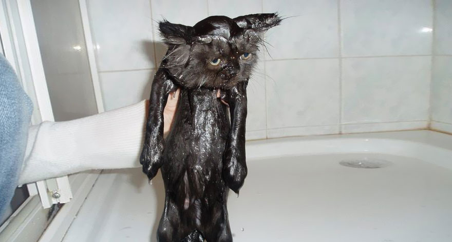 funny wet cat