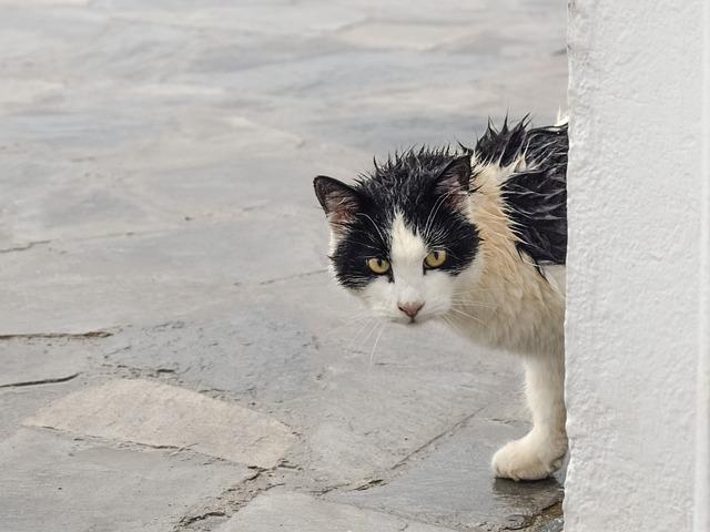 funny wet cat