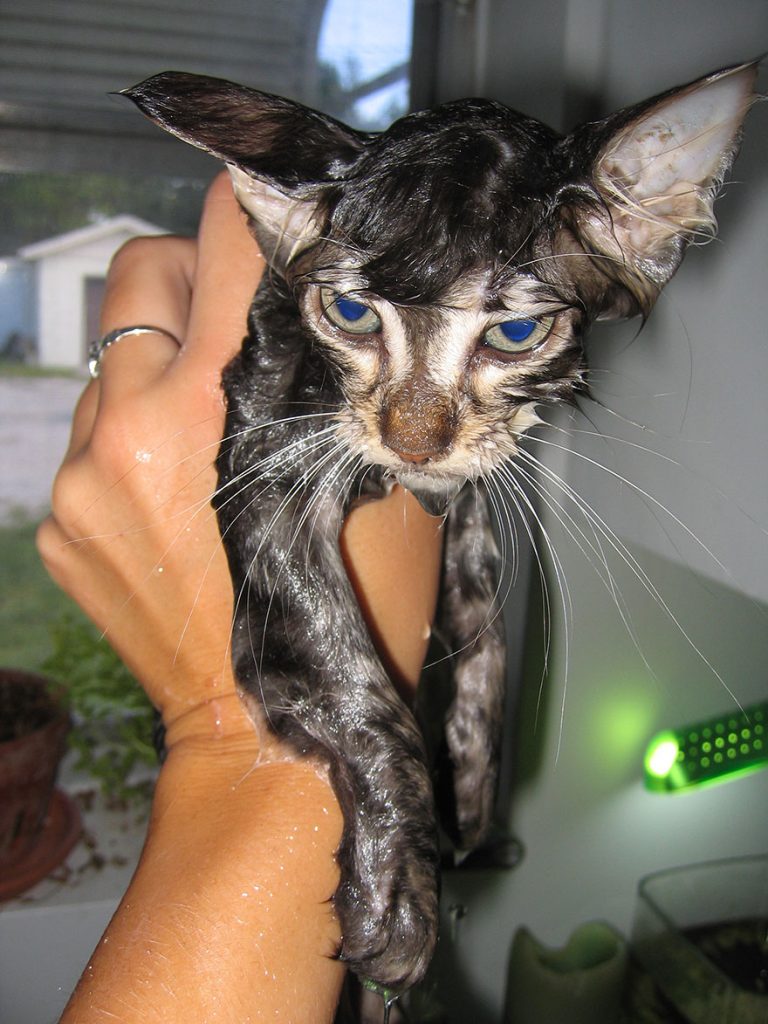 funny wet cat