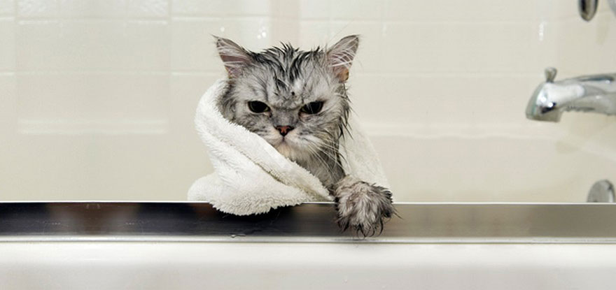 funny wet cat