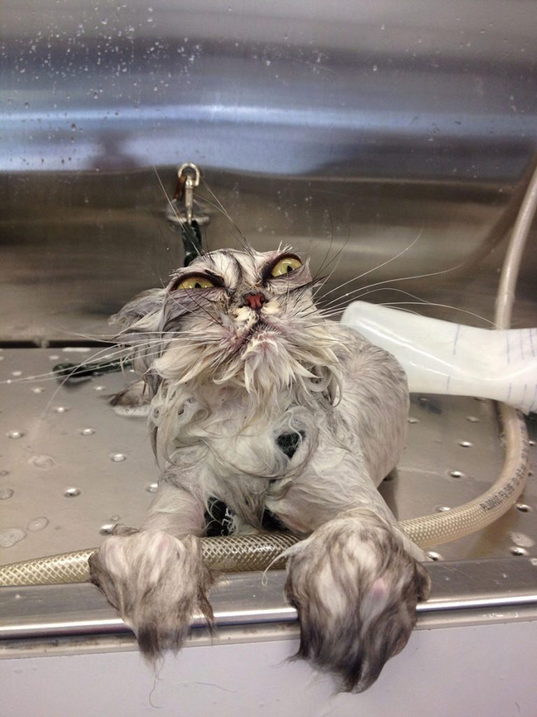 funny wet cat