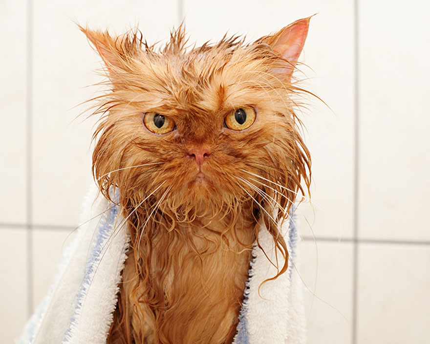 funny wet cat