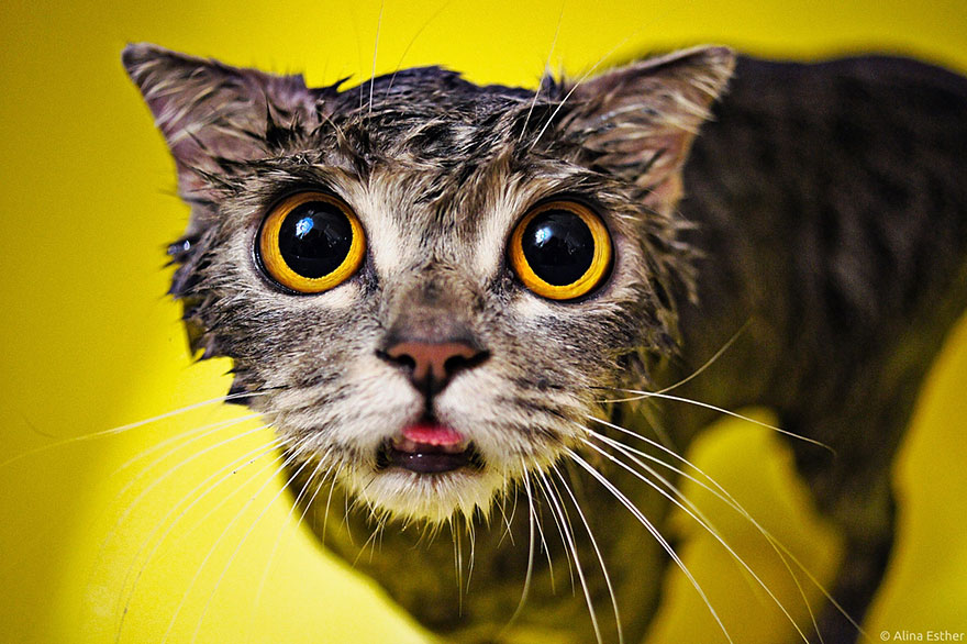 funny wet cat