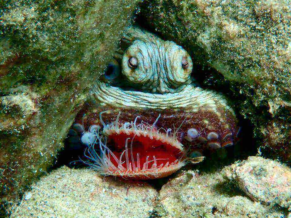 octopus mouth