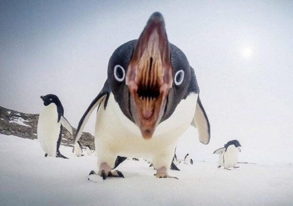 penguin mouth