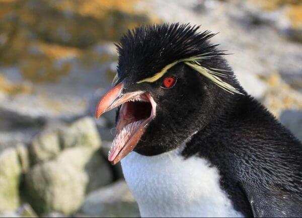 penguin mouth