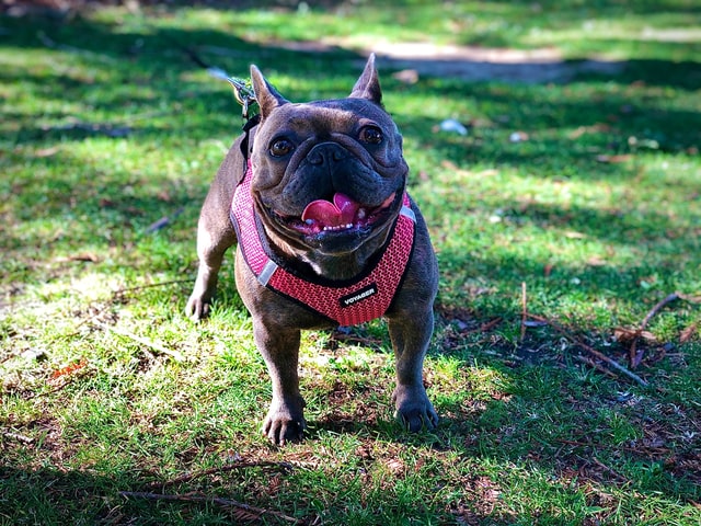 smiling pitbull