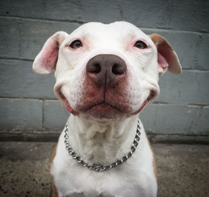 smiling pitbull