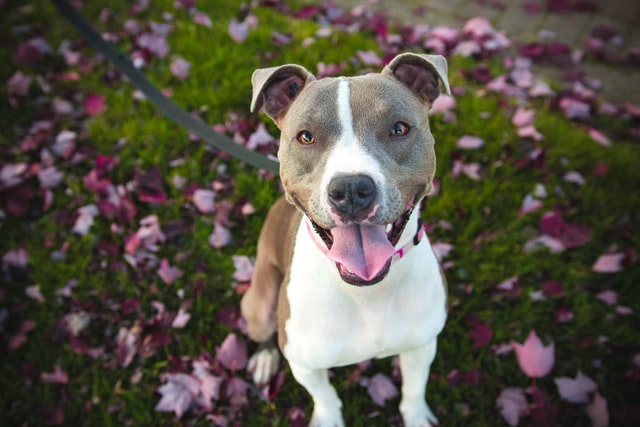 smiling pitbull