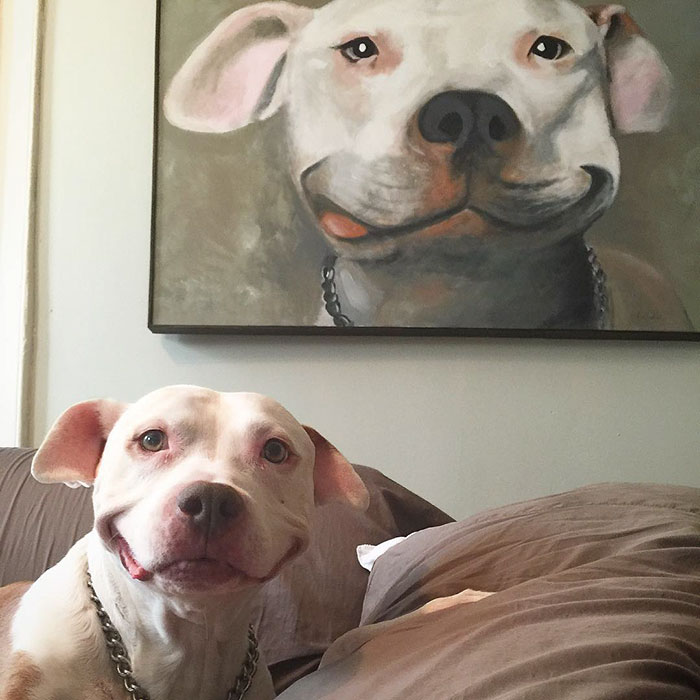 smiling pitbull