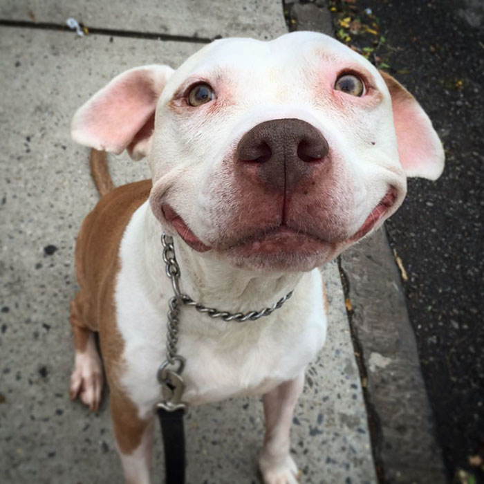 smiling pitbull