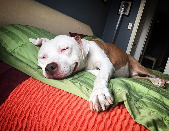 smiling pitbull