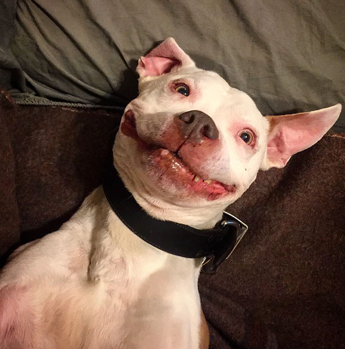 smiling pitbull