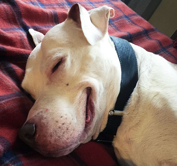 smiling pitbull