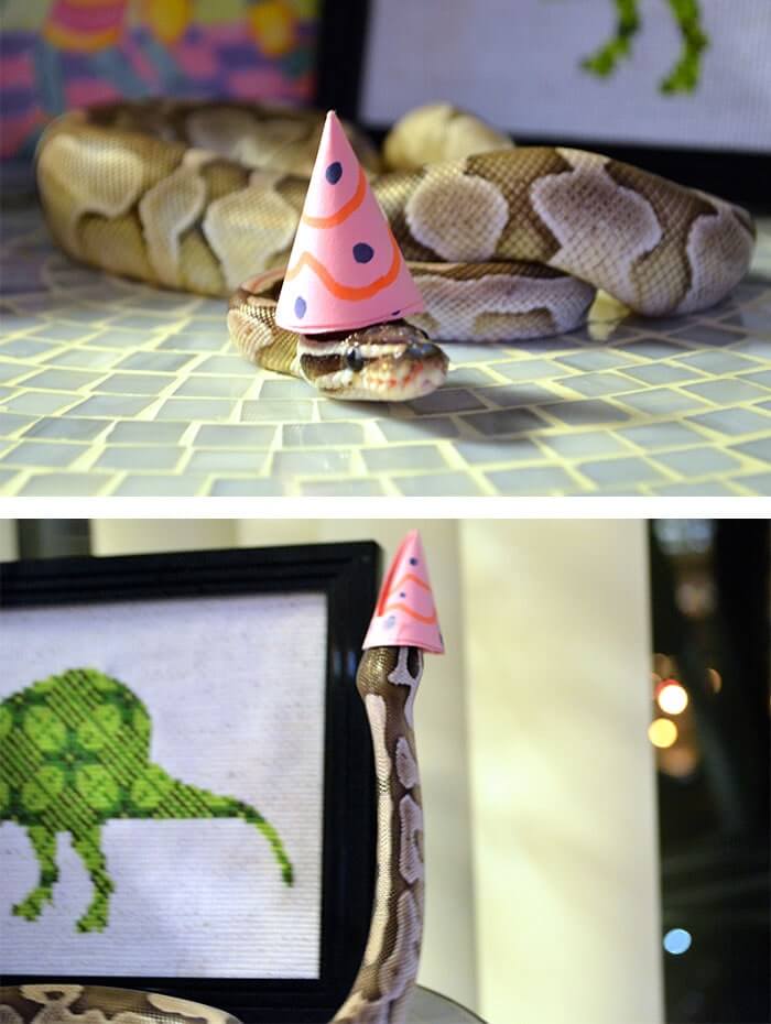 snake with a hat 10
