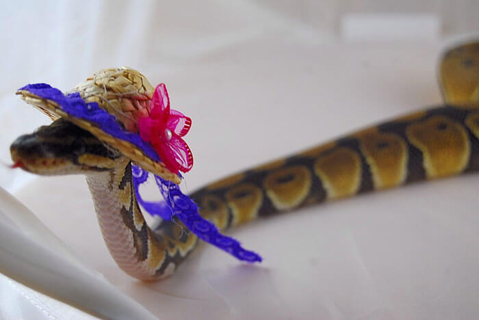 snake with a hat 17