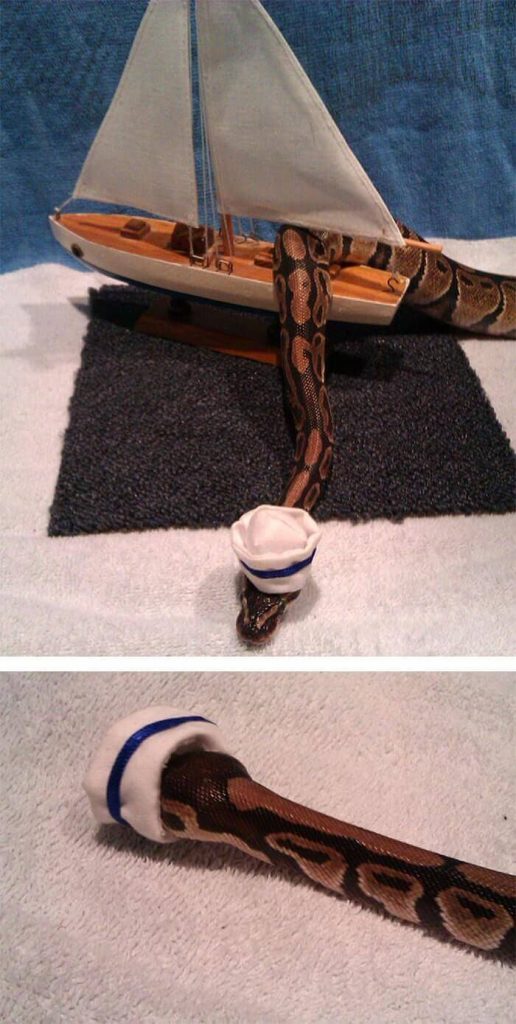 snake with a hat 19