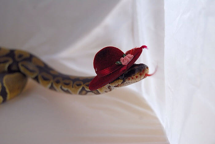 snake with a hat 20
