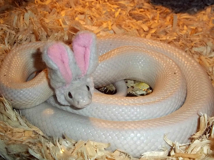 snake with a hat 21