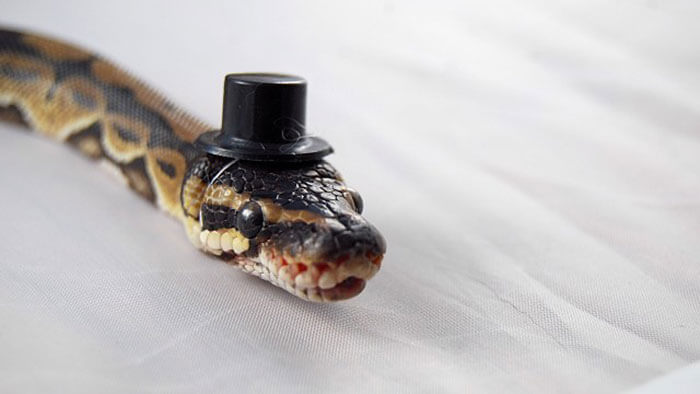 snake with a hat 23