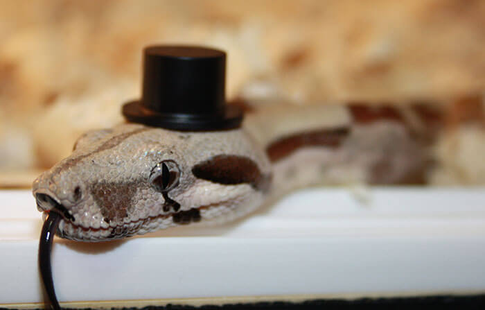 snake with a hat 25