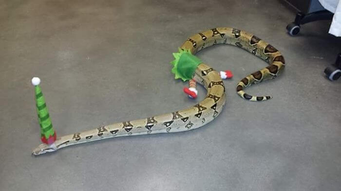 snake with a hat 26