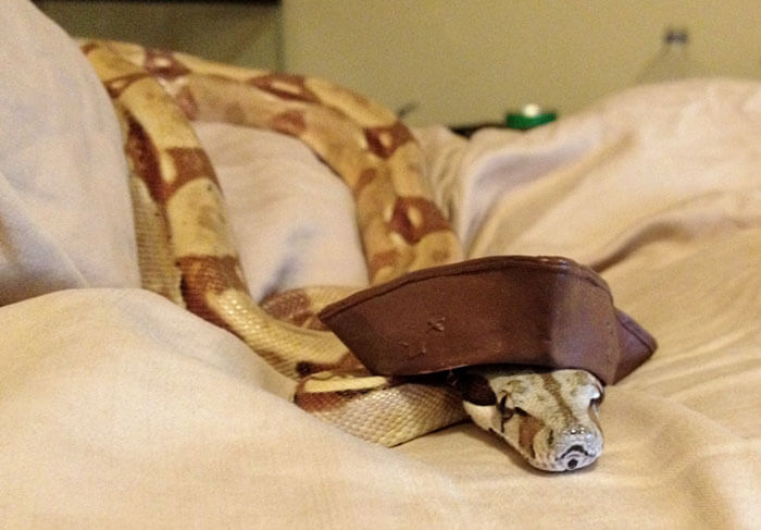 snake with a hat 27