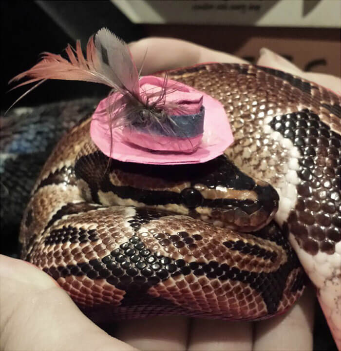 snake with a hat 28