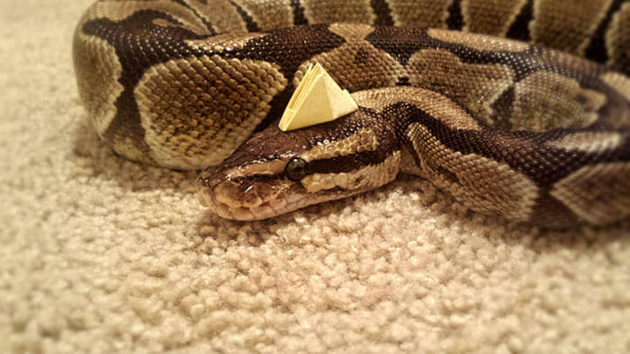 snake with a hat 31