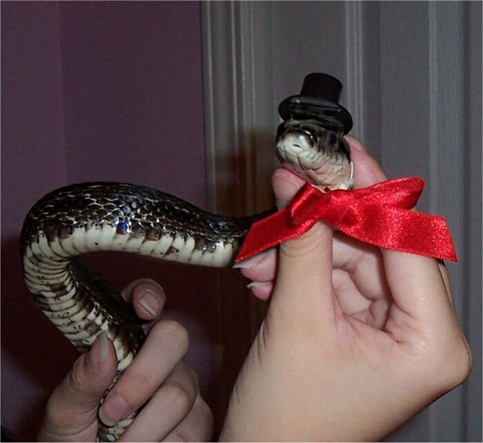 snake with a hat 32