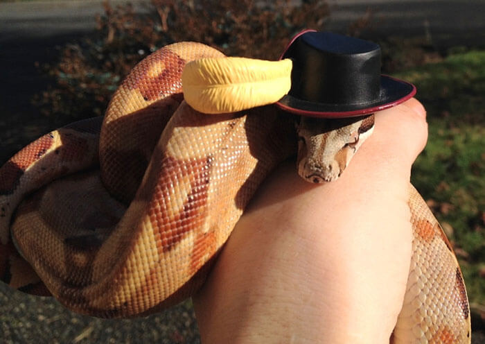 snake with a hat 34