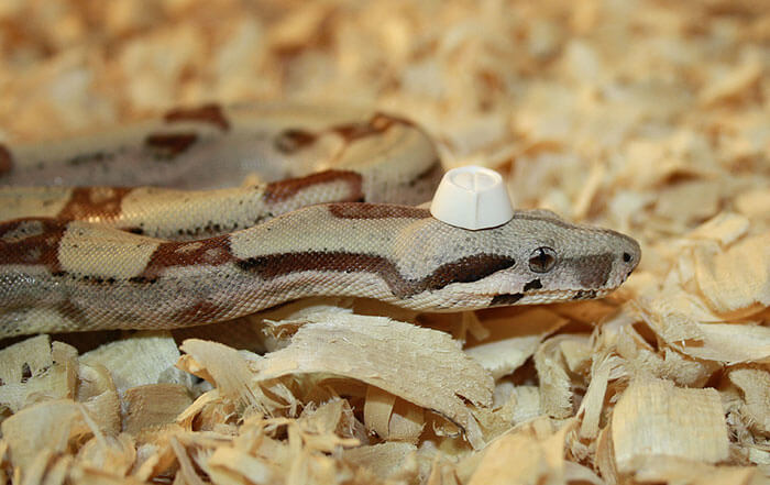 snake with a hat 35