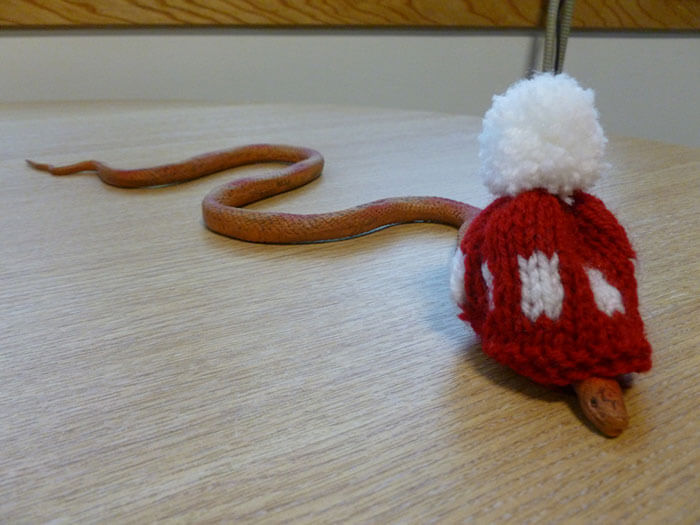 snake with a hat 36
