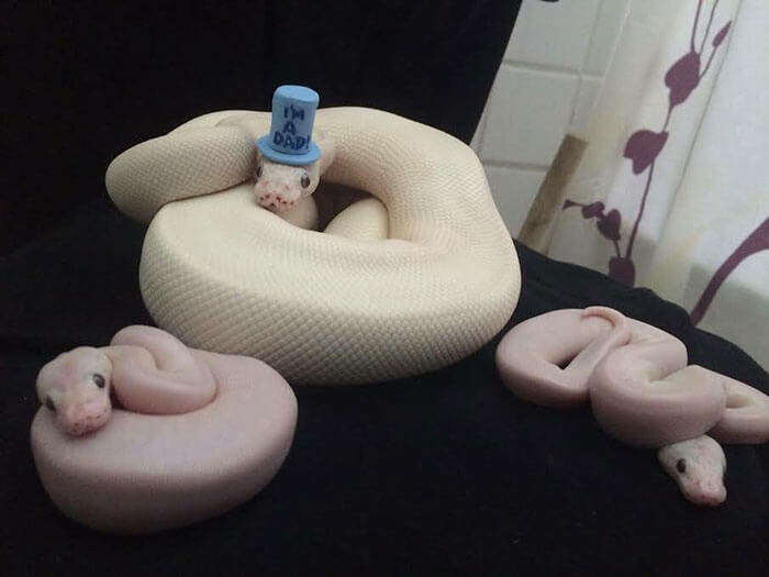 snake with a hat 4