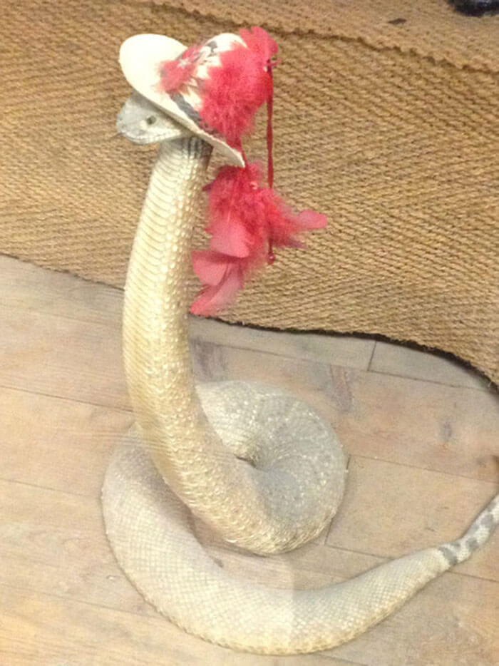 snake with a hat 5