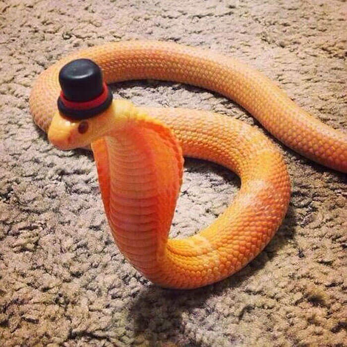 snake with a hat 6