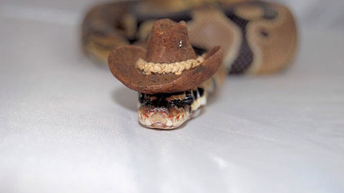 snake with a hat 8