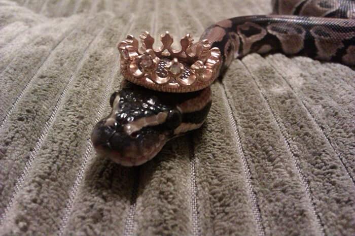 snake with a hat 9