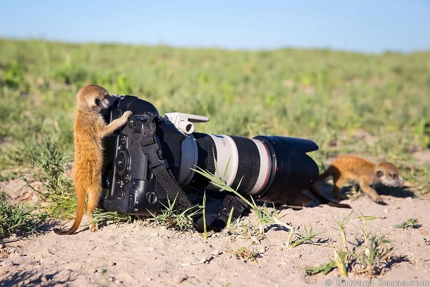 animals looking at camera 11