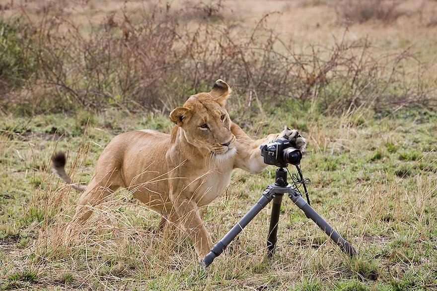 animals looking at camera 22