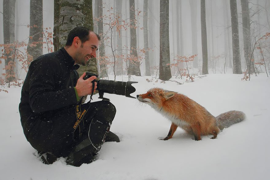 animals looking at camera 6