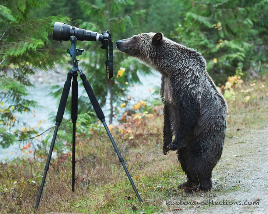 animals looking at camera 9