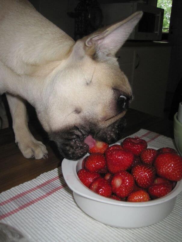 animals that eat berries 13