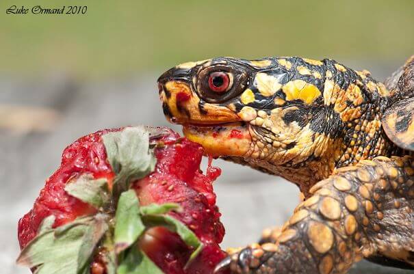 animals that eat berries 14