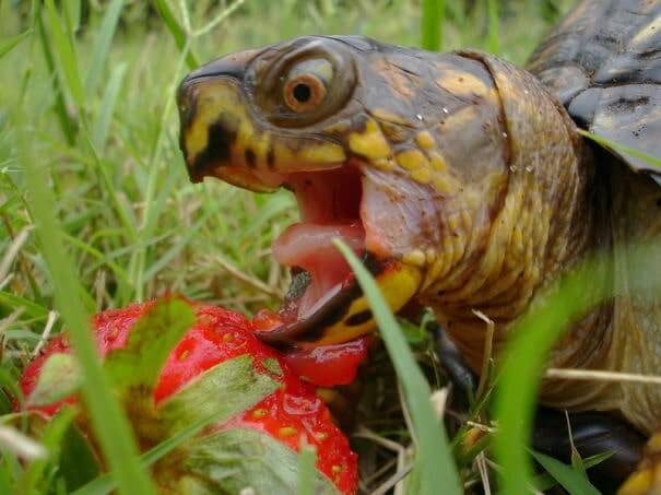 animals that eat berries 16