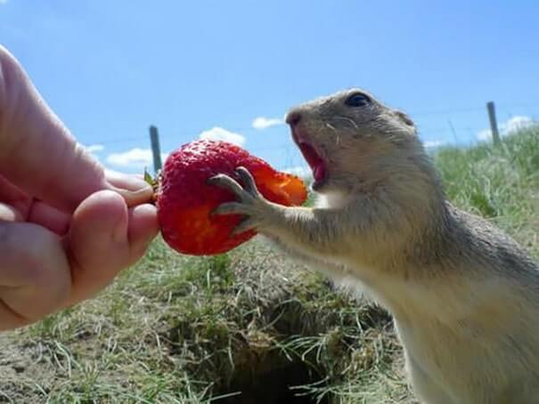 animals that eat berries 17